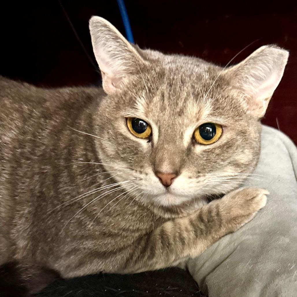 Callie — thumbnail 3