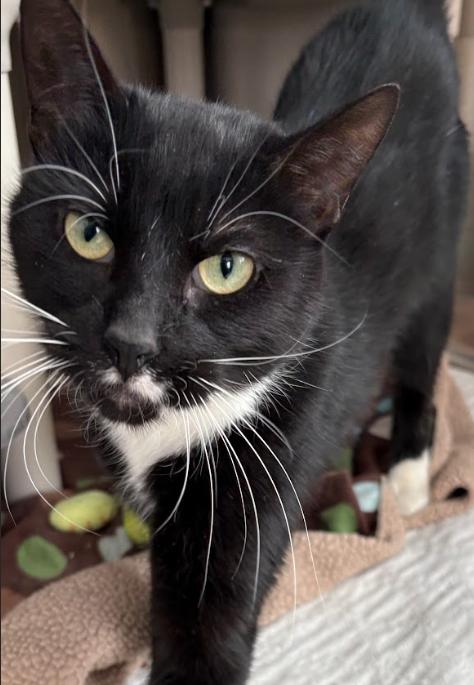 Charla, ADOPTABLE, Adult Female Tuxedo.