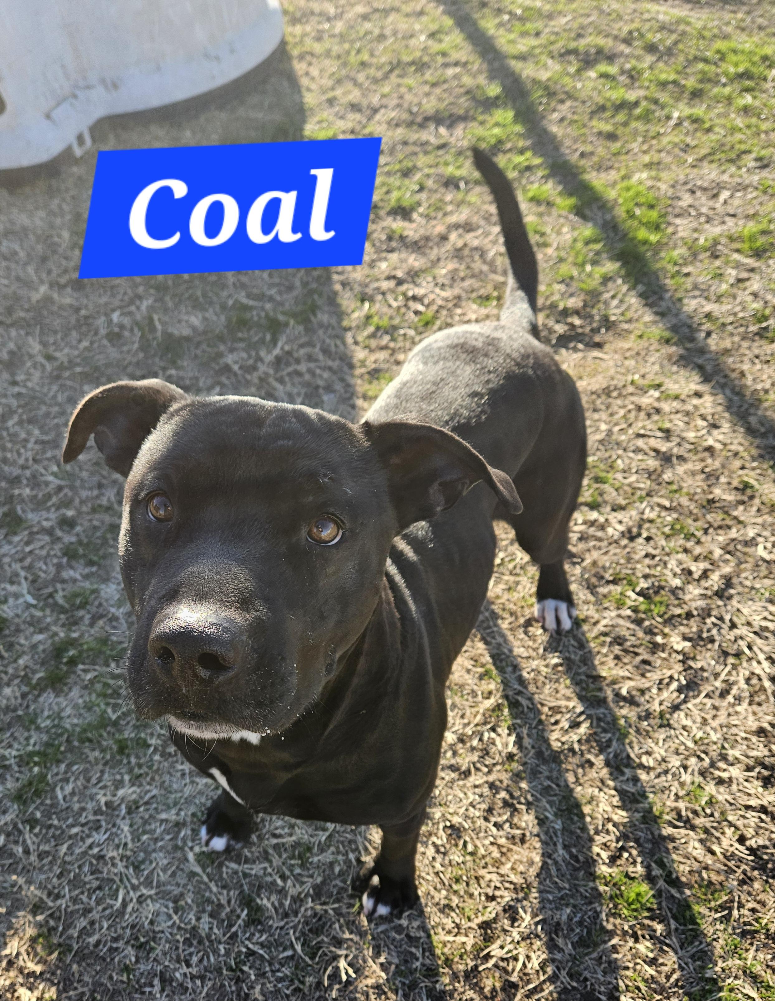 Coal, Adoptable, Adult Male Black Labrador Retriever.