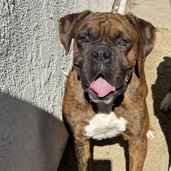 Enlarge Groovy, a Adoptable Boxer in McMinnville, OR image 1/4
