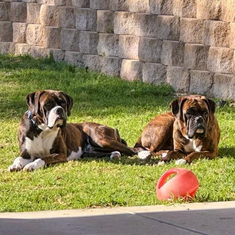 Enlarge Groovy, a Adoptable Boxer in McMinnville, OR image 3/4