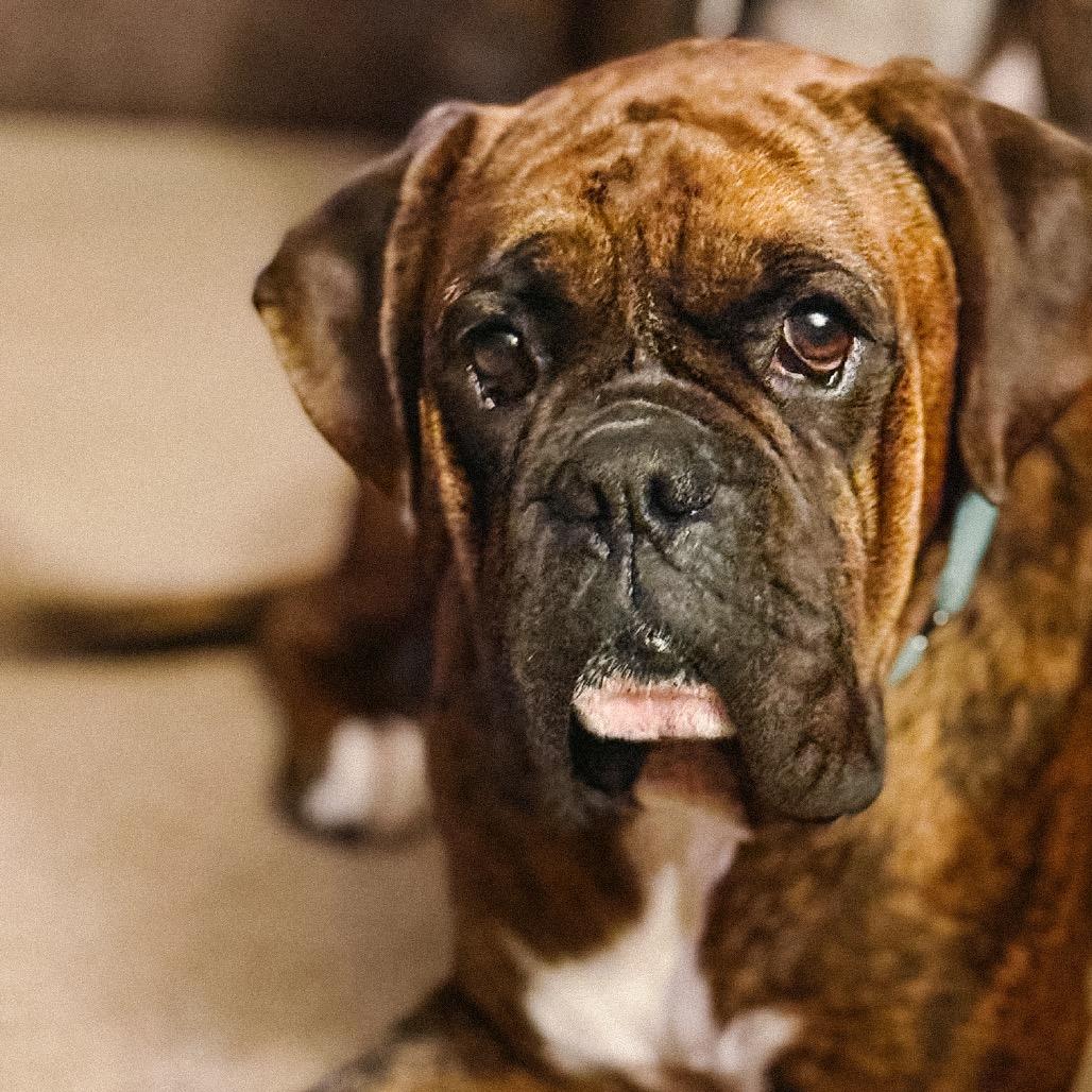 Enlarge Groovy, a Adoptable Boxer in McMinnville, OR image 4/4