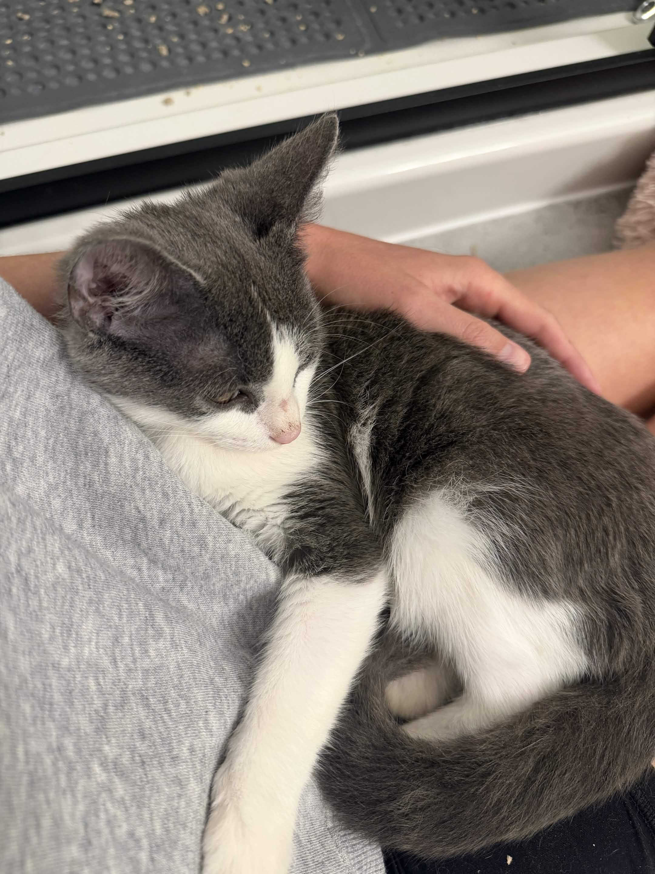 Enlarge Leaky Faucet, a Adoptable Domestic Short Hair in Cleveland Heights, OH image 4/5