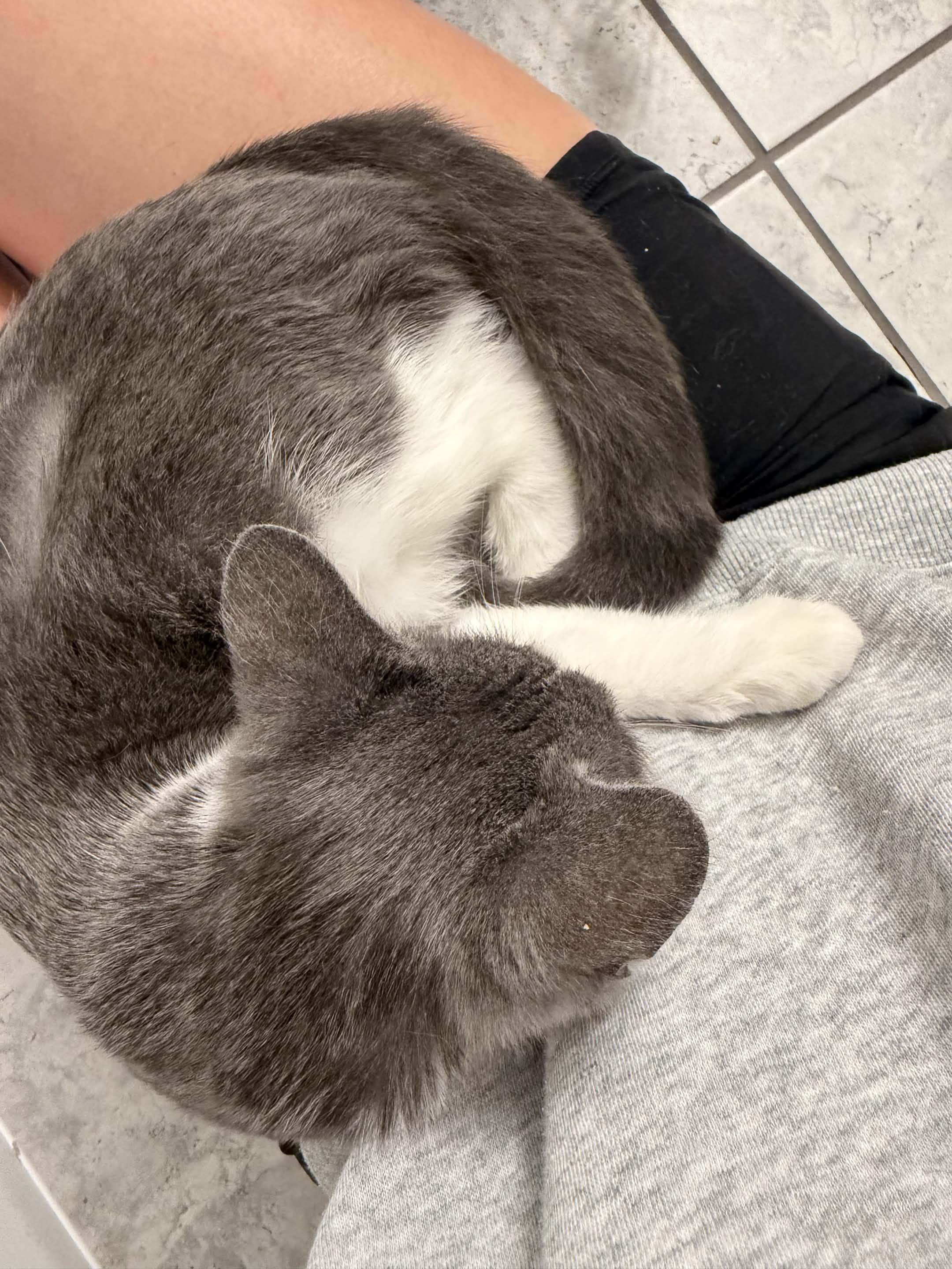Enlarge Leaky Faucet, a Adoptable Domestic Short Hair in Cleveland Heights, OH image 3/5