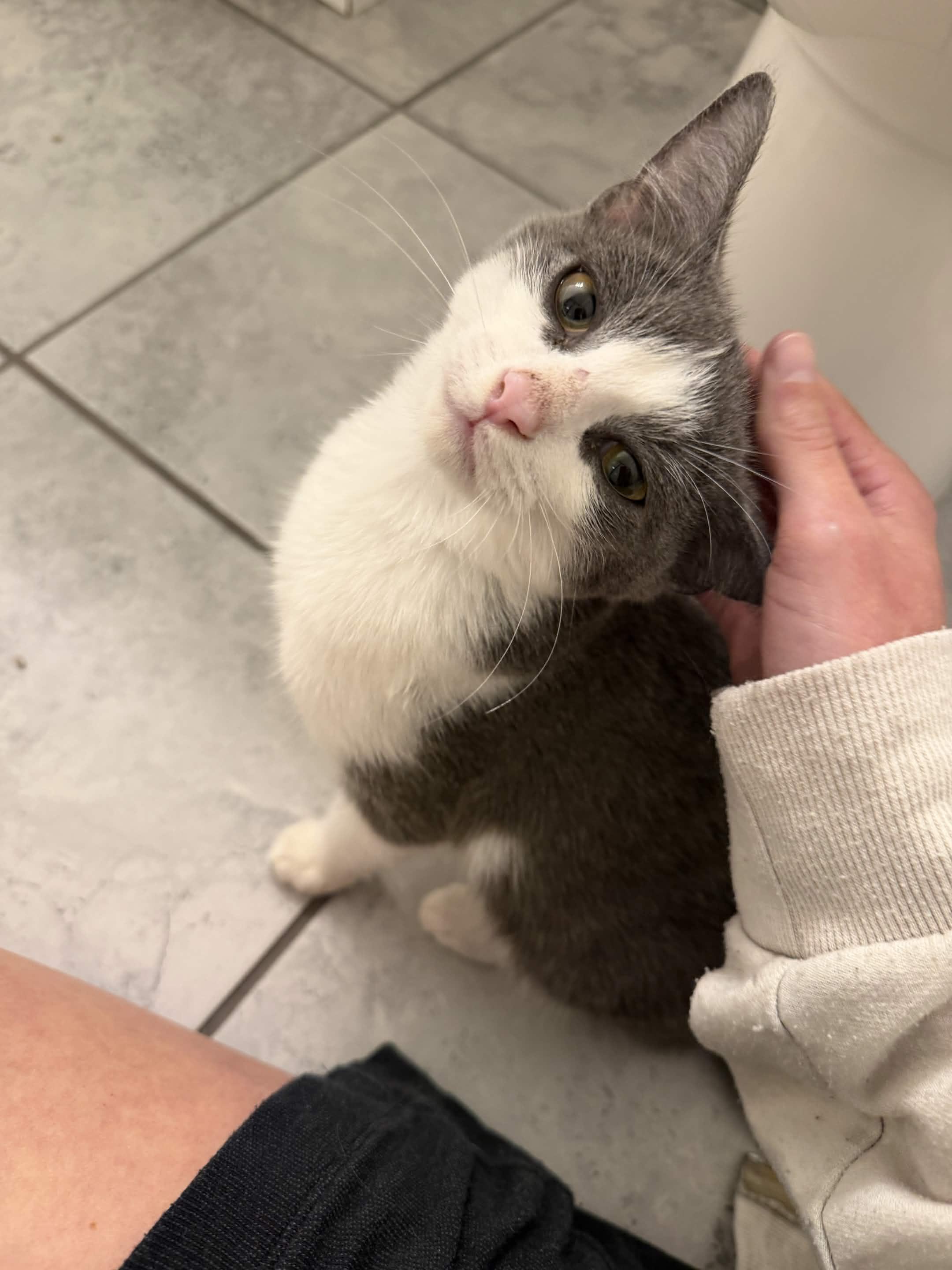 Enlarge Leaky Faucet, a Adoptable Domestic Short Hair in Cleveland Heights, OH image 1/5