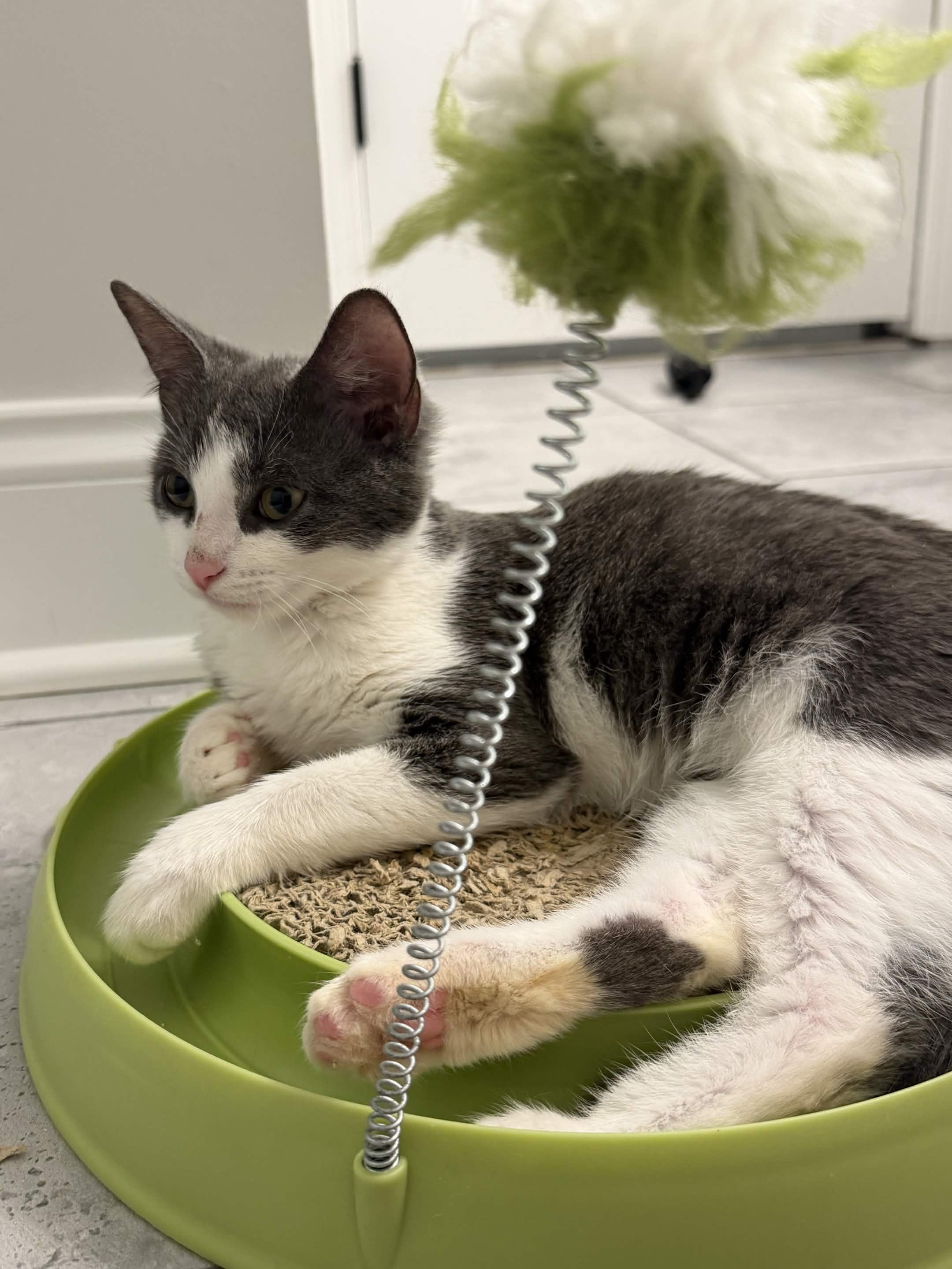 Enlarge Leaky Faucet, a Adoptable Domestic Short Hair in Cleveland Heights, OH image 2/5
