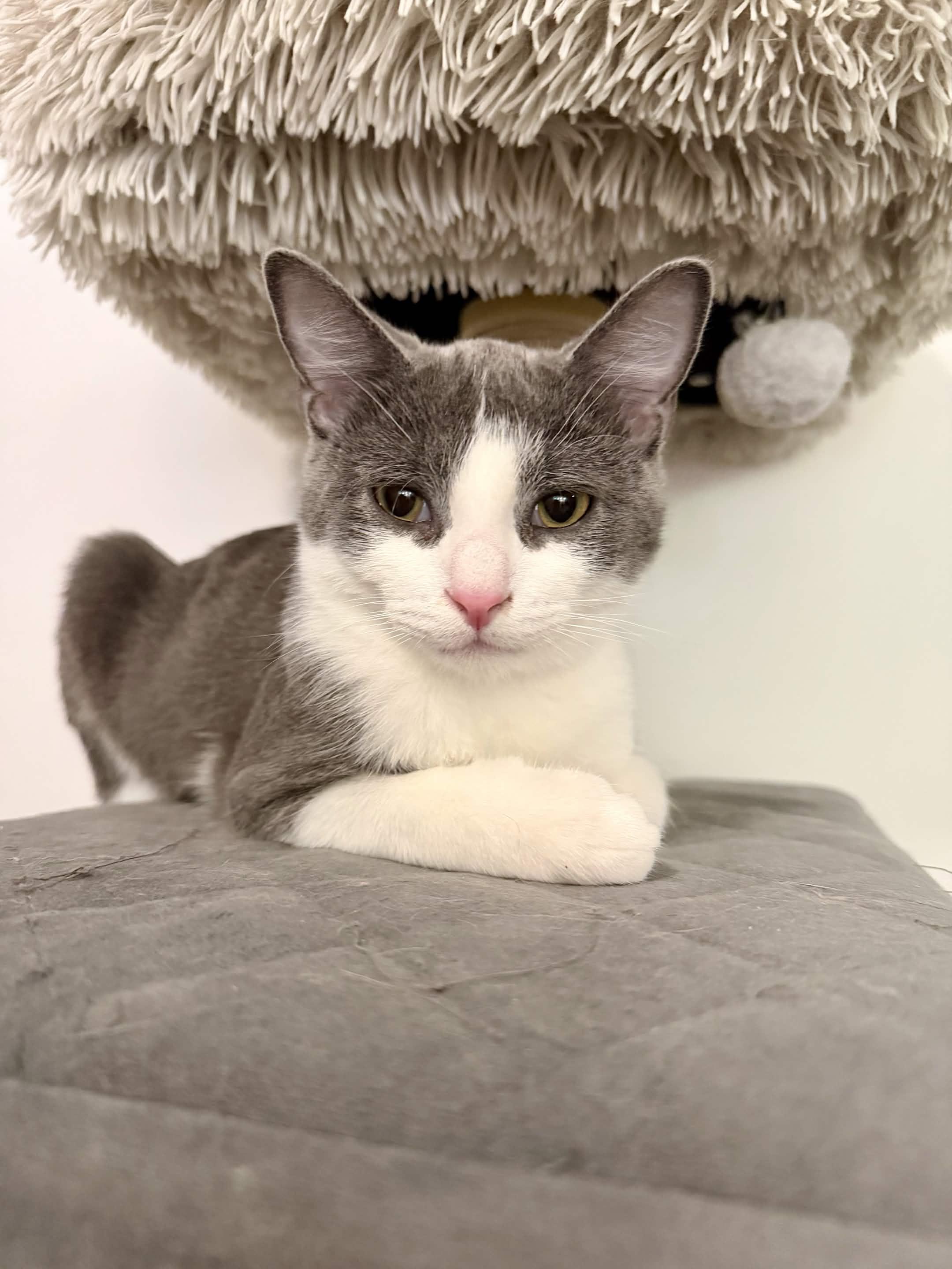 Enlarge Leaky Faucet, a Adoptable Domestic Short Hair in Cleveland Heights, OH image 5/5