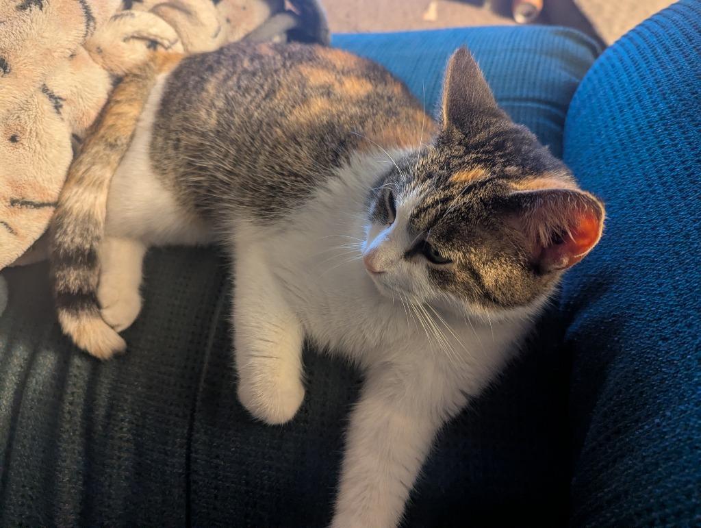 Enlarge Calico Jackie, a Adoptable mixed breed in Saint James, MN image 1/3