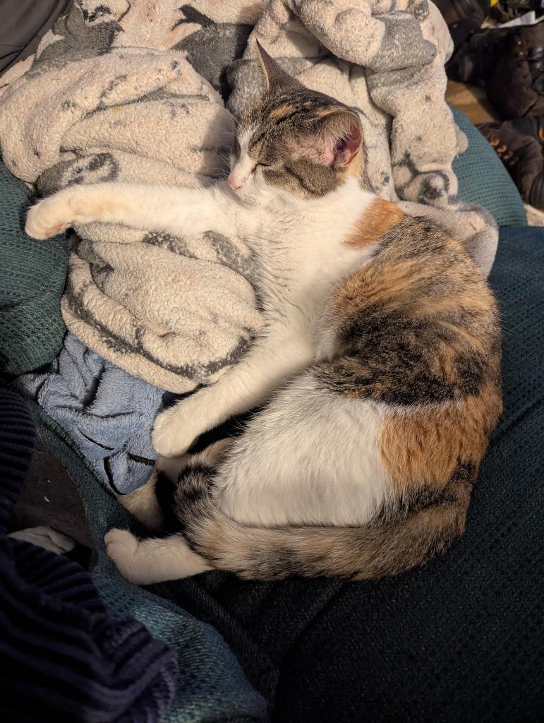 Calico Jackie, Adoptable, Young Female Domestic Short Hair.