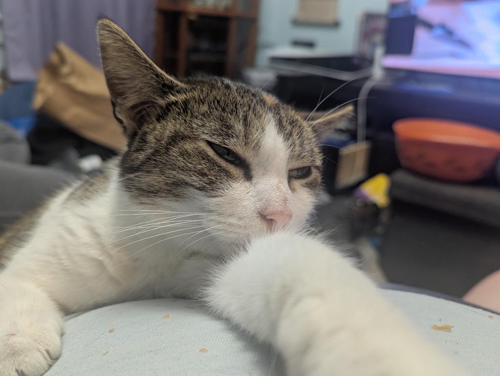 Enlarge Calico Jackie, a Adoptable mixed breed in Saint James, MN image 1/3