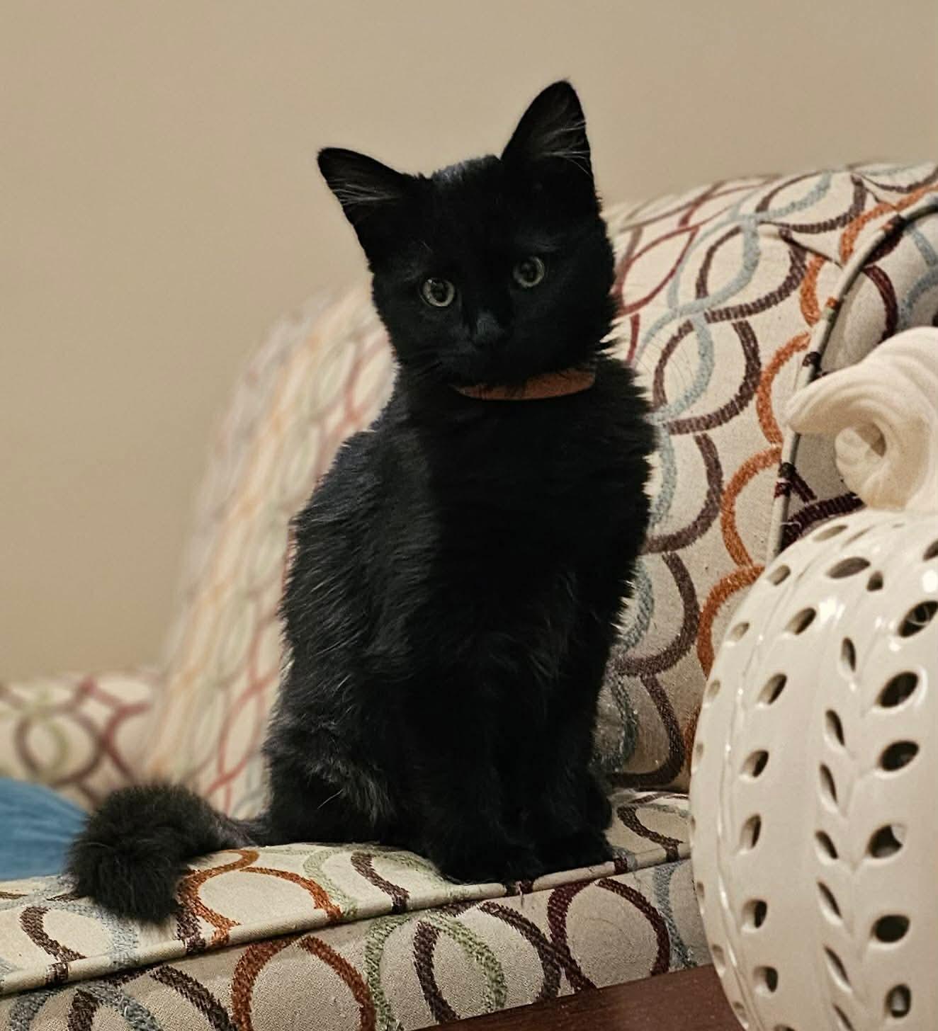 Enlarge Tilly (Nicole-fostered in TN), a Adoptable mixed breed in Brooklyn, CT image 4/5