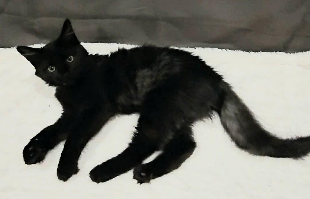 Enlarge Tilly (Nicole-fostered in TN), a Adoptable mixed breed in Brooklyn, CT image 3/5