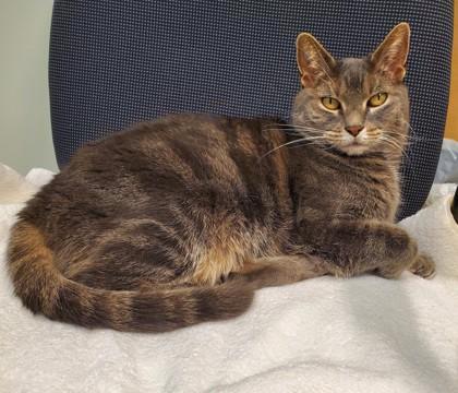 Muffin, a Adoptable mixed breed in New Hope, PA image 1/3