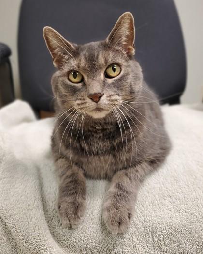 Muffin, a Adoptable mixed breed in New Hope, PA image 2/3