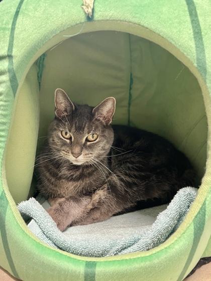 Muffin, a Adoptable mixed breed in New Hope, PA image 3/3