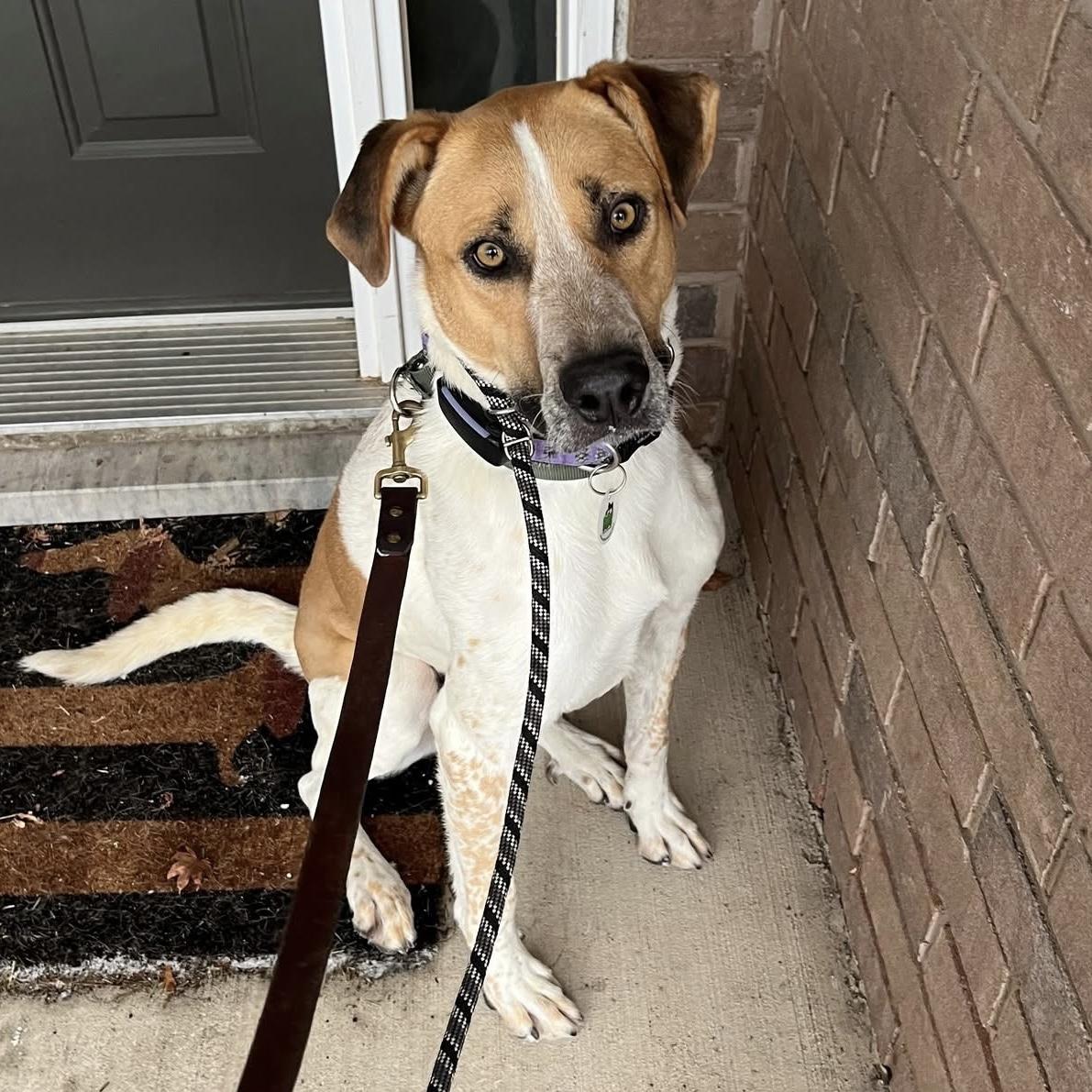 Chi, ADOPTABLE, Young Male Mixed Breed & Labrador Retriever.