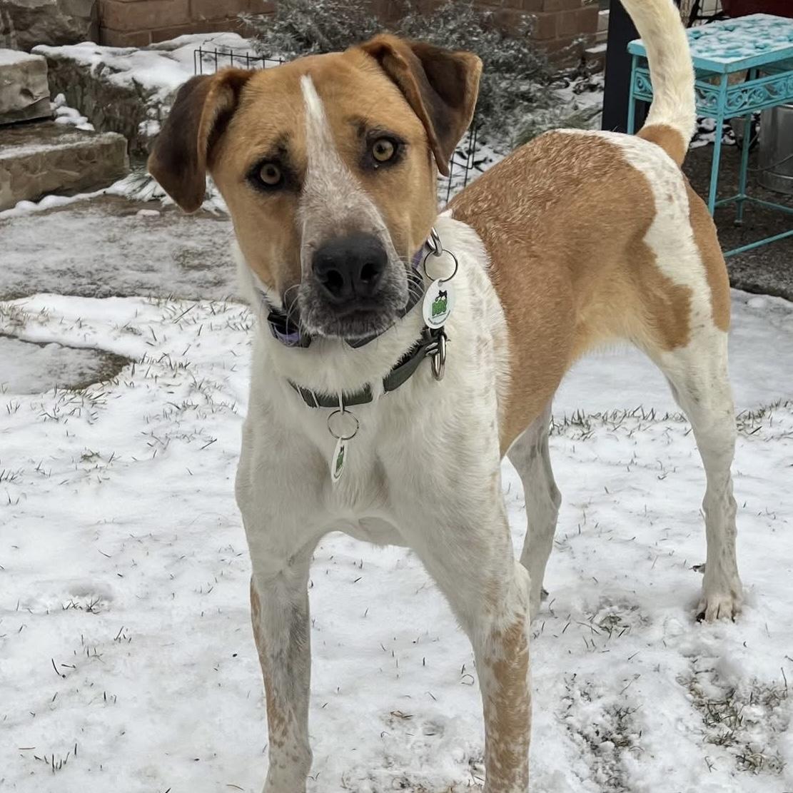 Chi, a ADOPTABLE mixed breed in Whitby, ON image 4/6