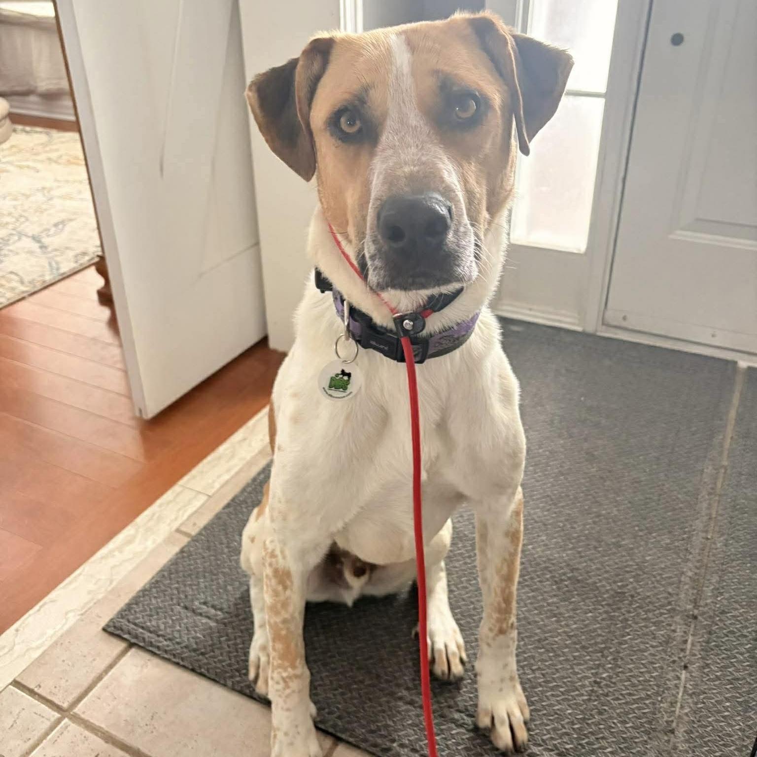 Chi, a ADOPTABLE mixed breed in Whitby, ON image 3/6