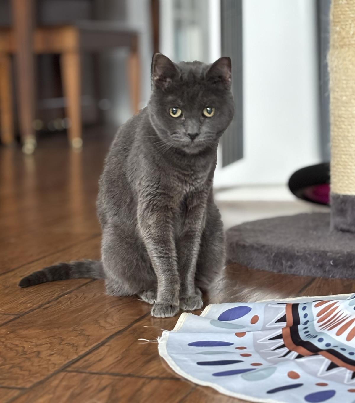 Scooter, Adoptable, Senior Female Domestic Short Hair.