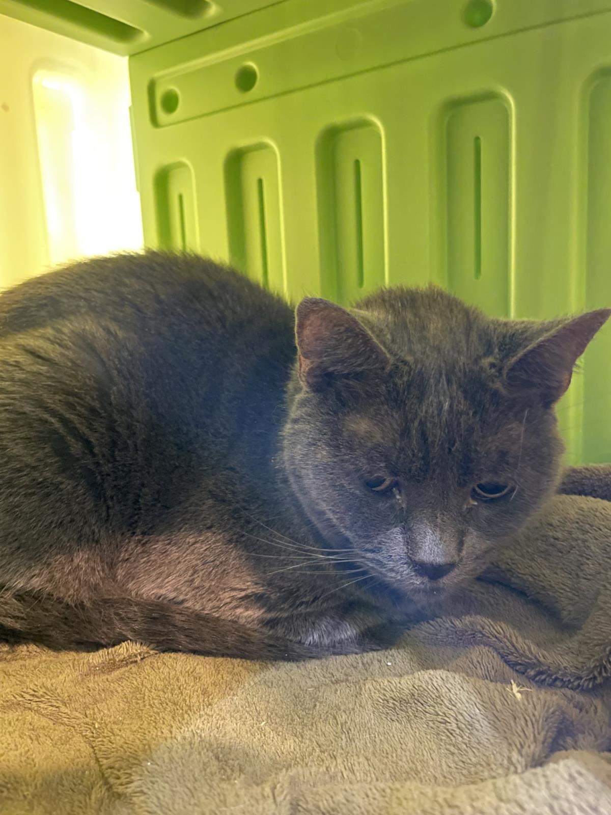 Scooter, Adoptable, Senior Female Domestic Short Hair.