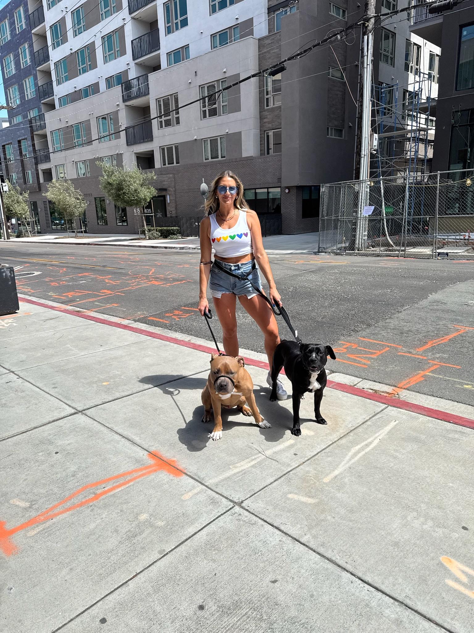 Darla, a Adoptable Staffordshire Bull Terrier in santa monica, CA image 3/6