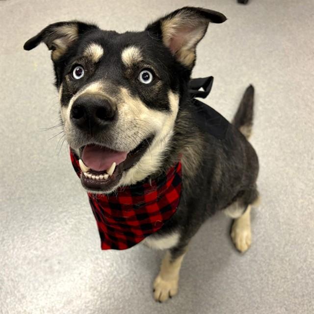 PRIMO, Adoptable, Young Male Siberian Husky & Mixed Breed.