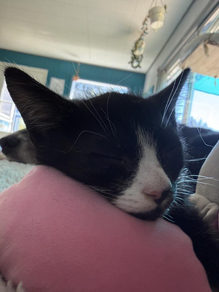 Enlarge Penn, a Adoptable Domestic Short Hair in Bellingham, WA image 2/6