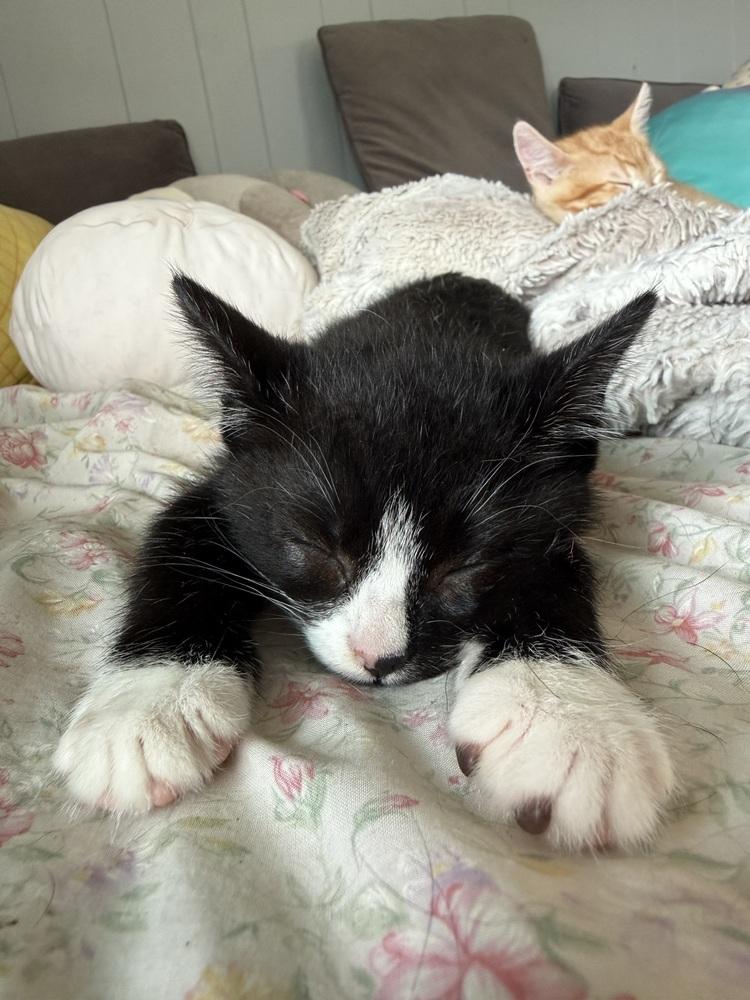 Enlarge Penn, a Adoptable Domestic Short Hair in Bellingham, WA image 3/6