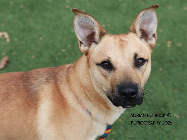 Enlarge Koda, a ADOPTABLE Mixed Breed in Nashville, TN image 1/1