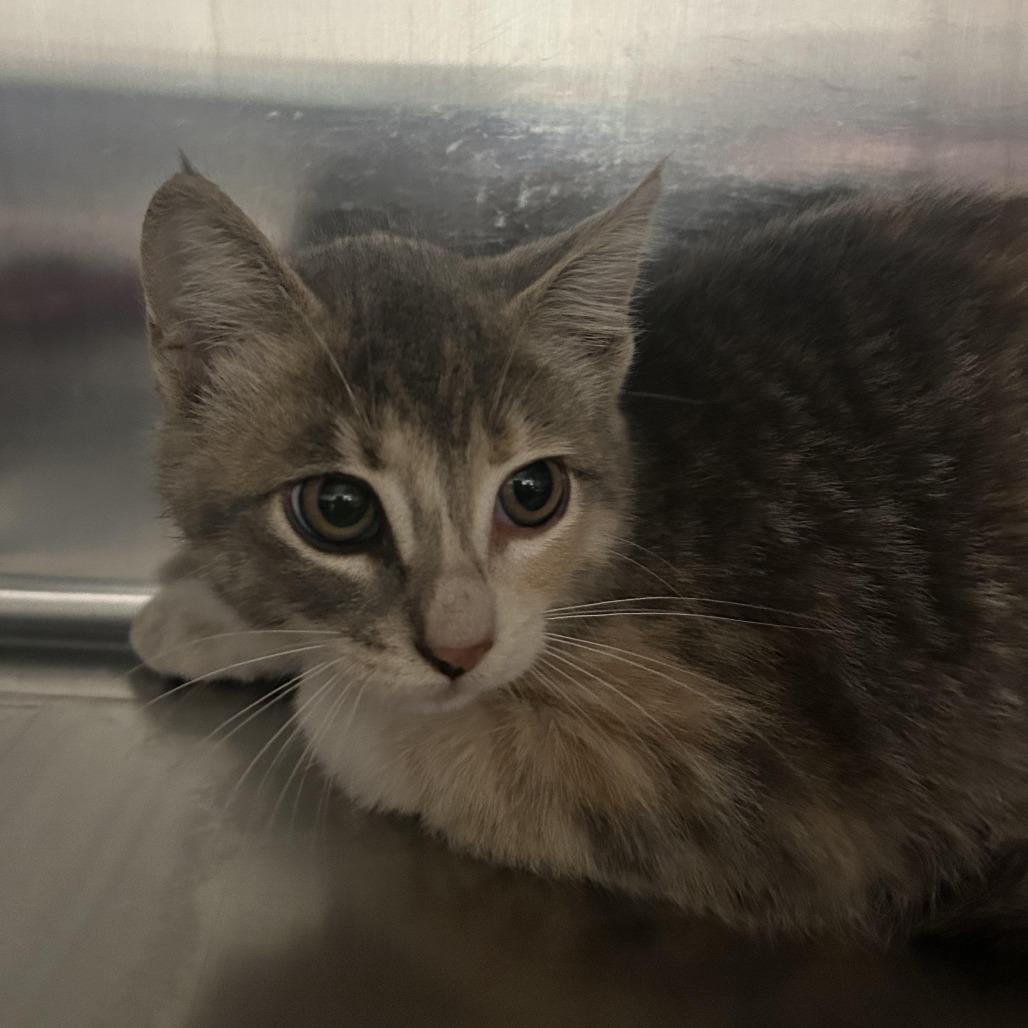 STRAY KITTEN "Tickles", Adoptable, Kitten Female Domestic Short Hair.