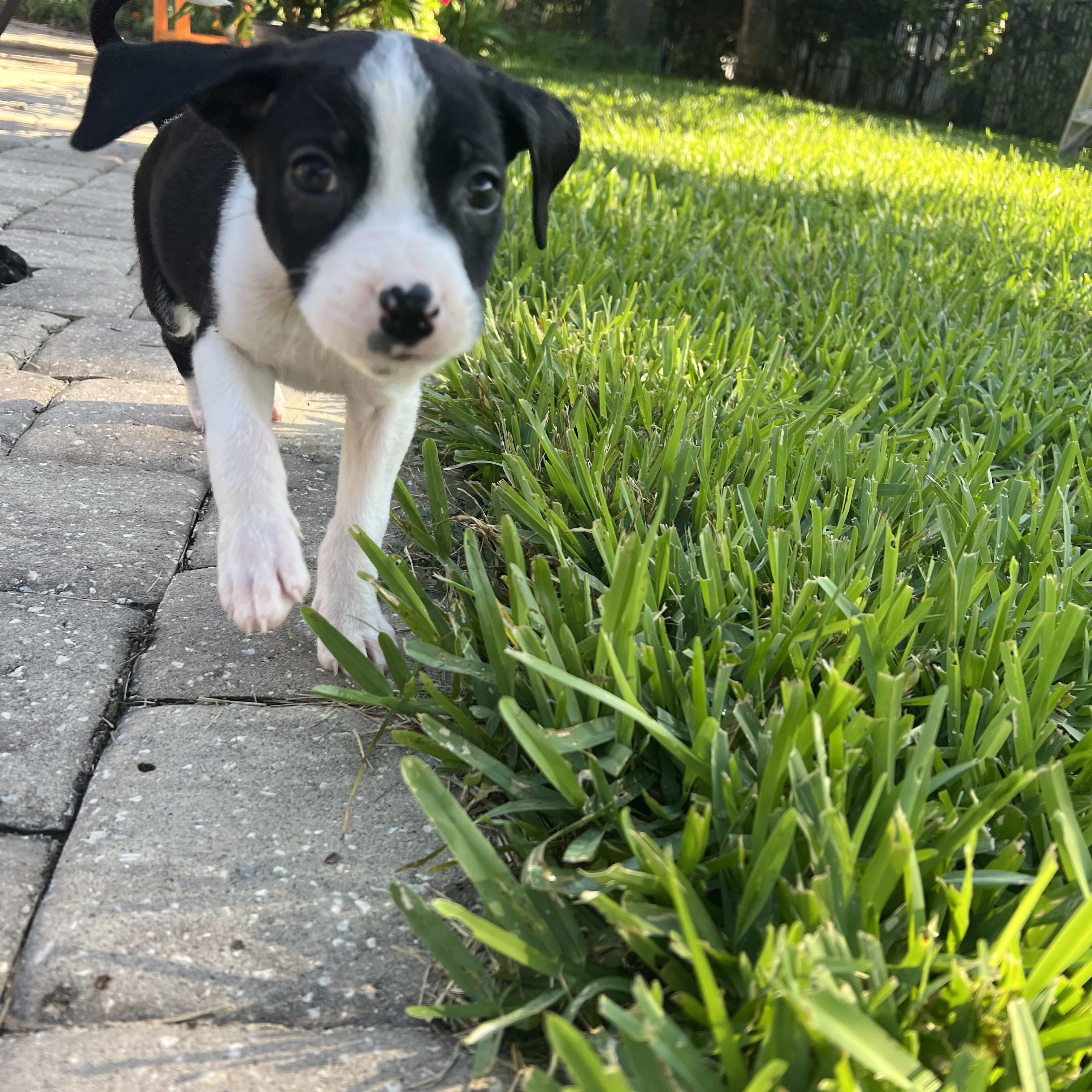 Poppy, an adopted mixed breed in St Augustine, FL image 3/5