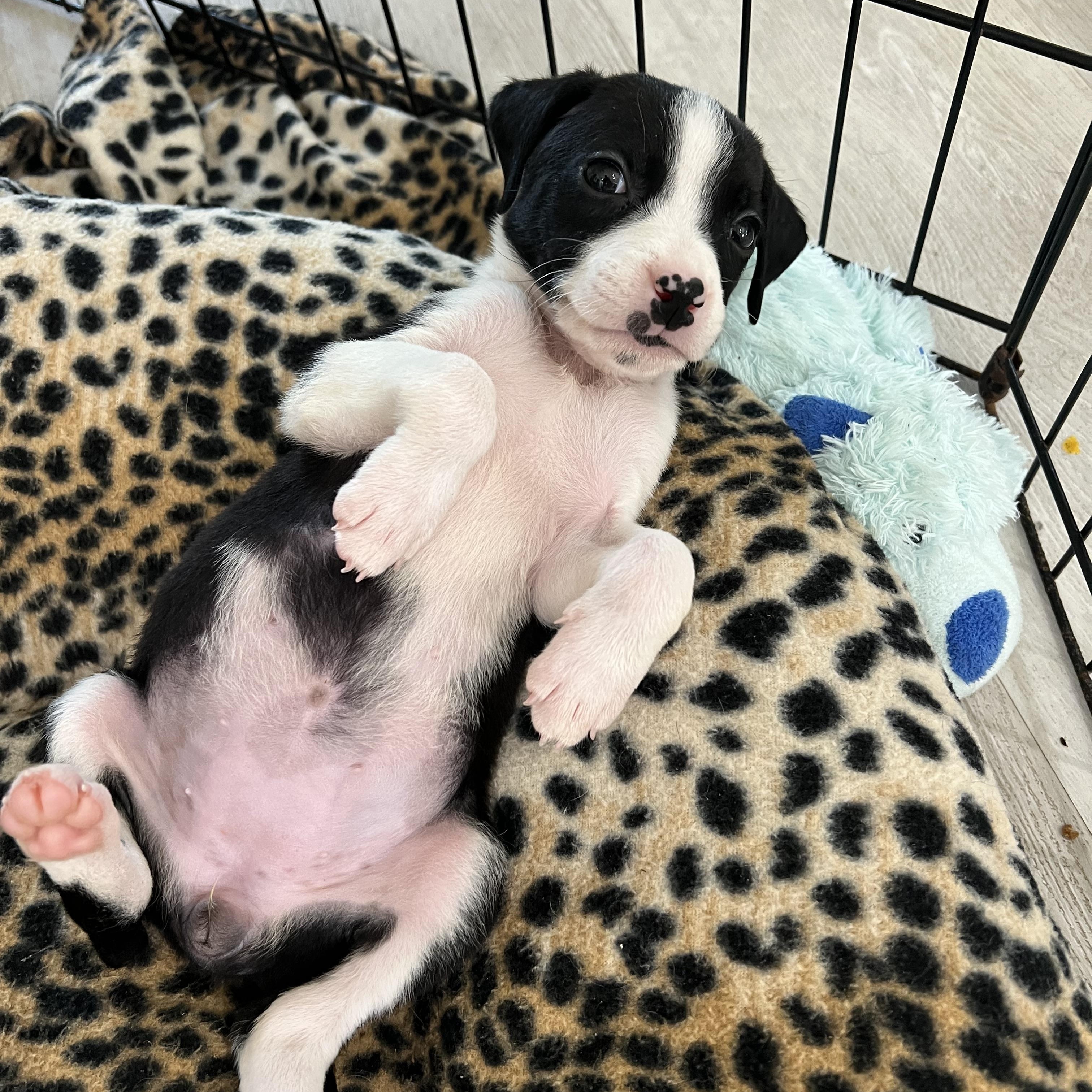 Poppy, an adopted mixed breed in St Augustine, FL image 4/5