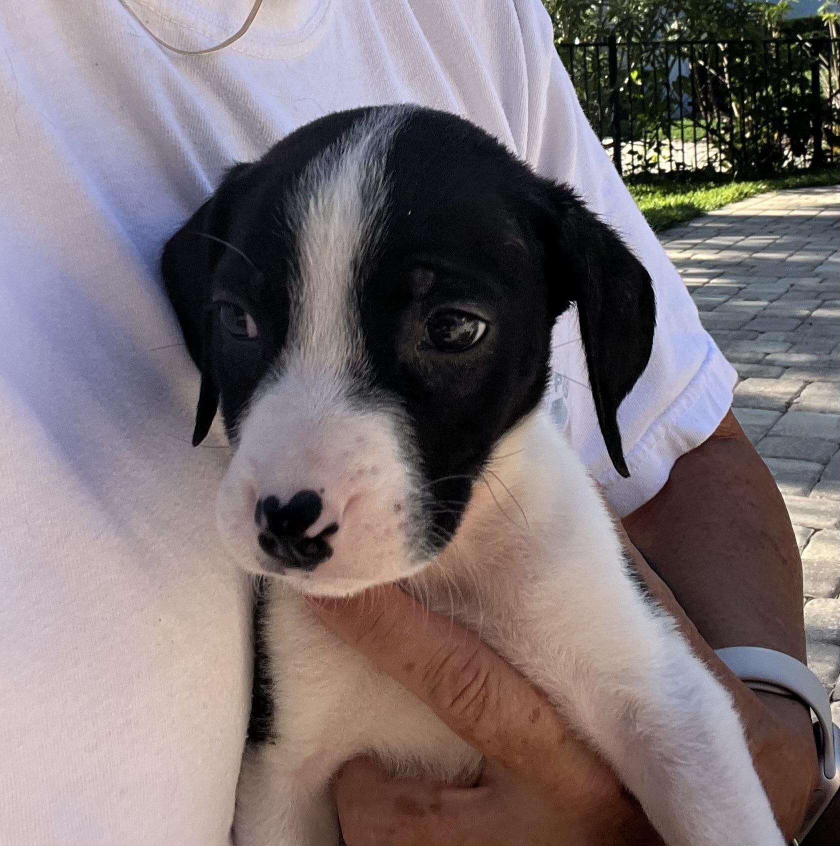 Poppy, an adopted mixed breed in St Augustine, FL image 2/5