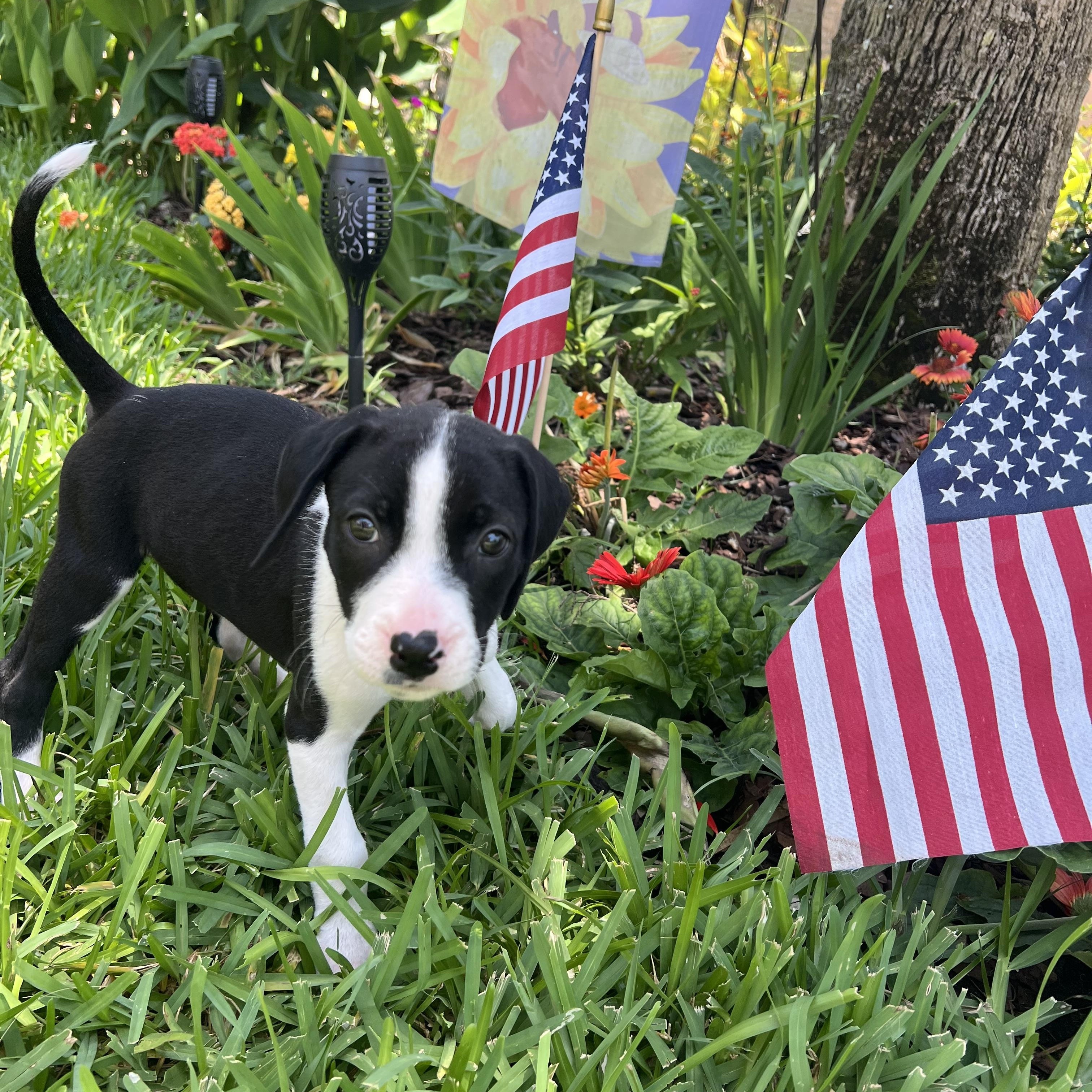 Poppy, an adopted mixed breed in St Augustine, FL image 1/5
