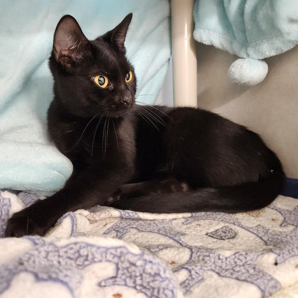 Bastet photo