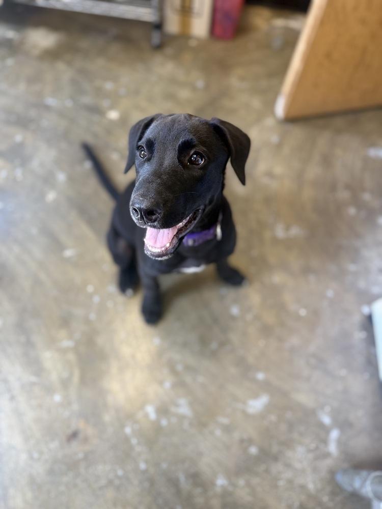 Skylar 25D-153, Adoptable, Puppy Female Labrador Retriever.