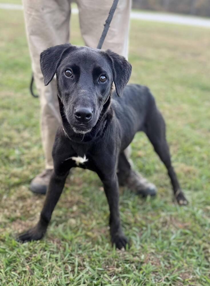 Enlarge Skylar 25D-153, a Adoptable mixed breed in Corinth, MS image 2/2