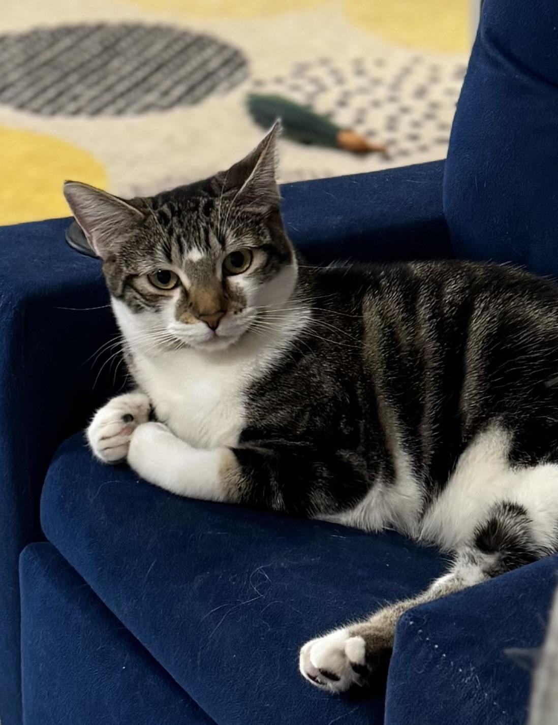 Violet * Bonded with Lotus, a Adoptable Domestic Short Hair in Hillsboro, OR image 2/6