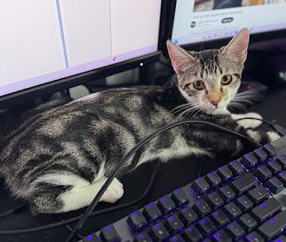 Violet ***Foster Family in Vancouver, WA***, a Adoptable Domestic Short Hair in Hillsboro, OR image 4/5