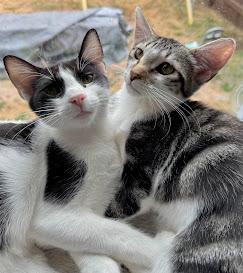 Violet ***Foster Family in Vancouver, WA***, a Adoptable Domestic Short Hair in Hillsboro, OR image 2/5