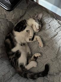 Violet ***Foster Family in Vancouver, WA***