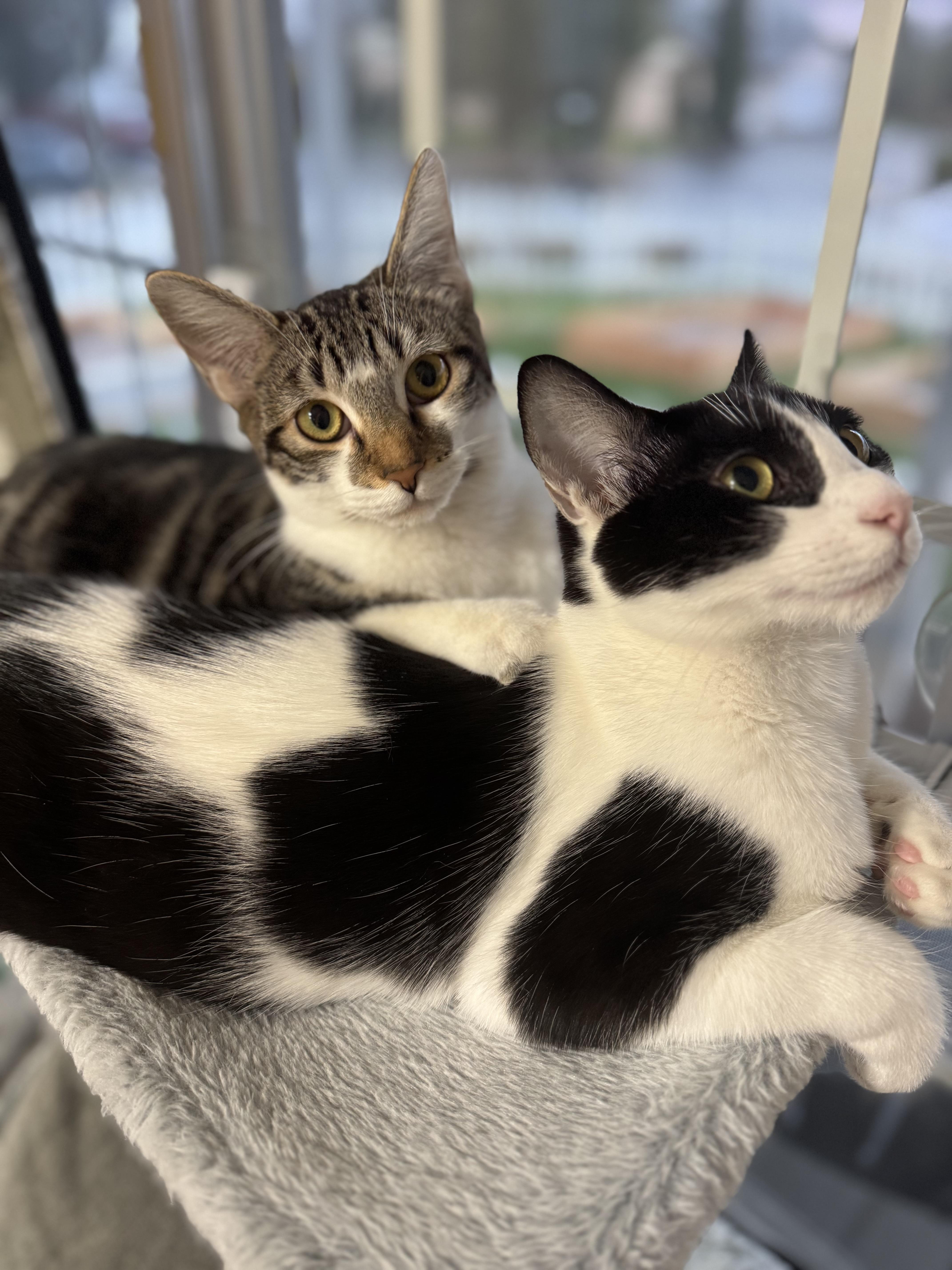 Violet * Bonded with Lotus, a Adoptable Domestic Short Hair in Hillsboro, OR image 3/6