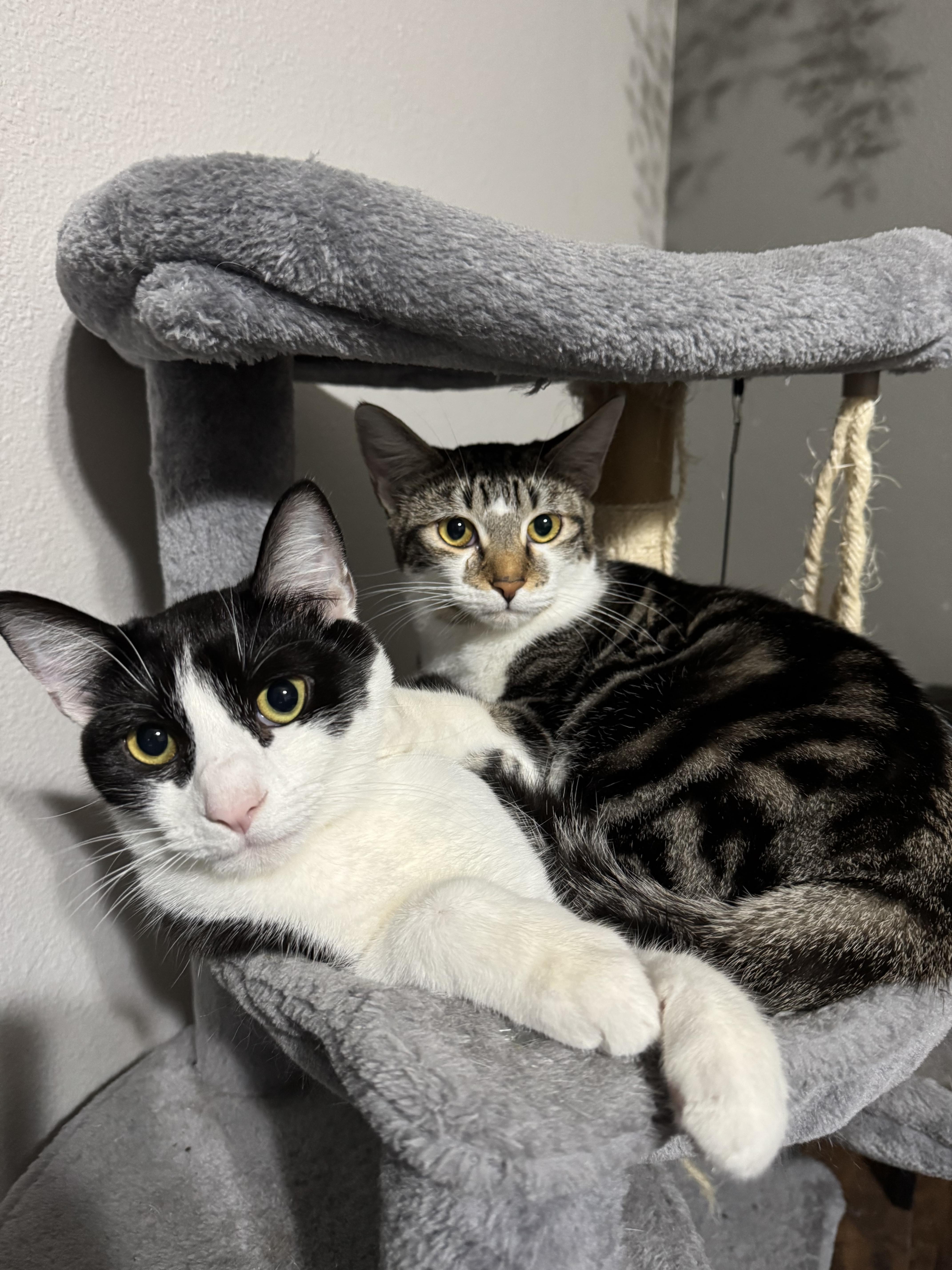 Violet * Bonded with Lotus, a Adoptable Domestic Short Hair in Hillsboro, OR image 4/6