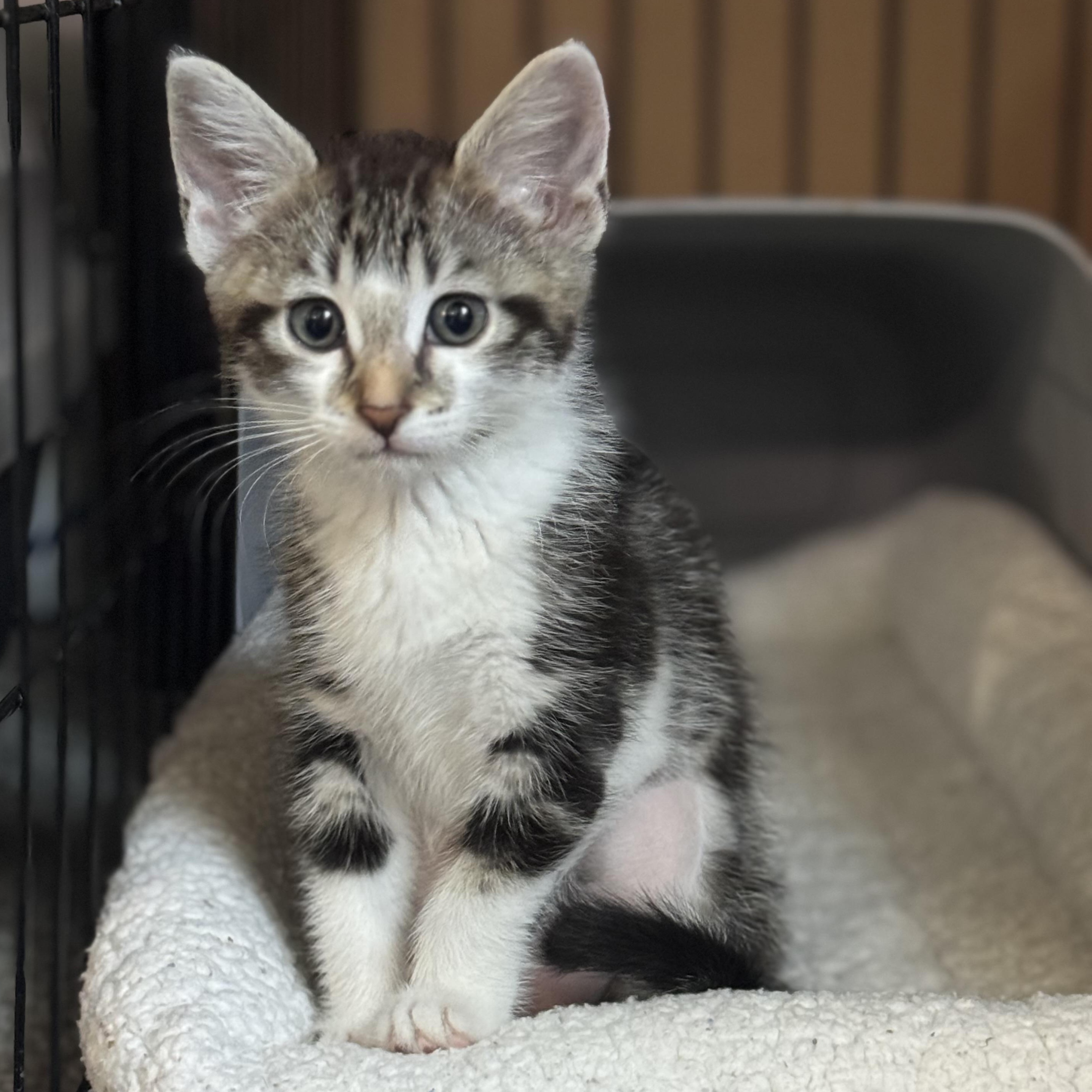 Violet ***Foster Family in Vancouver, WA***, Adoptable, Kitten Female Domestic Short Hair.