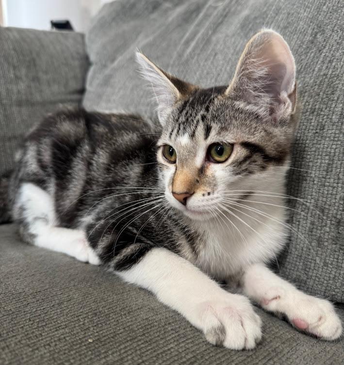 Violet ***Foster Family in Vancouver, WA***