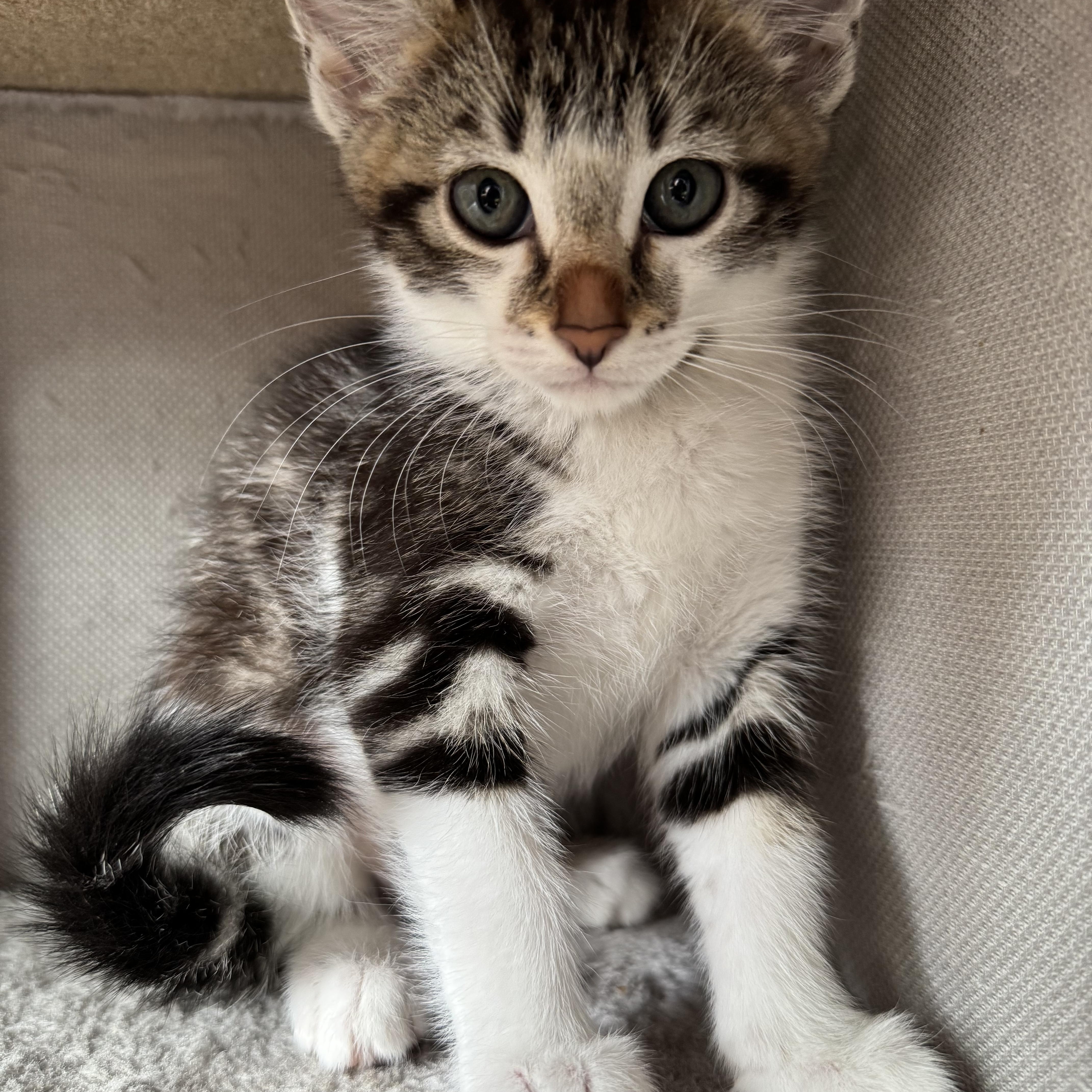 Violet ***Foster Family in Vancouver, WA***