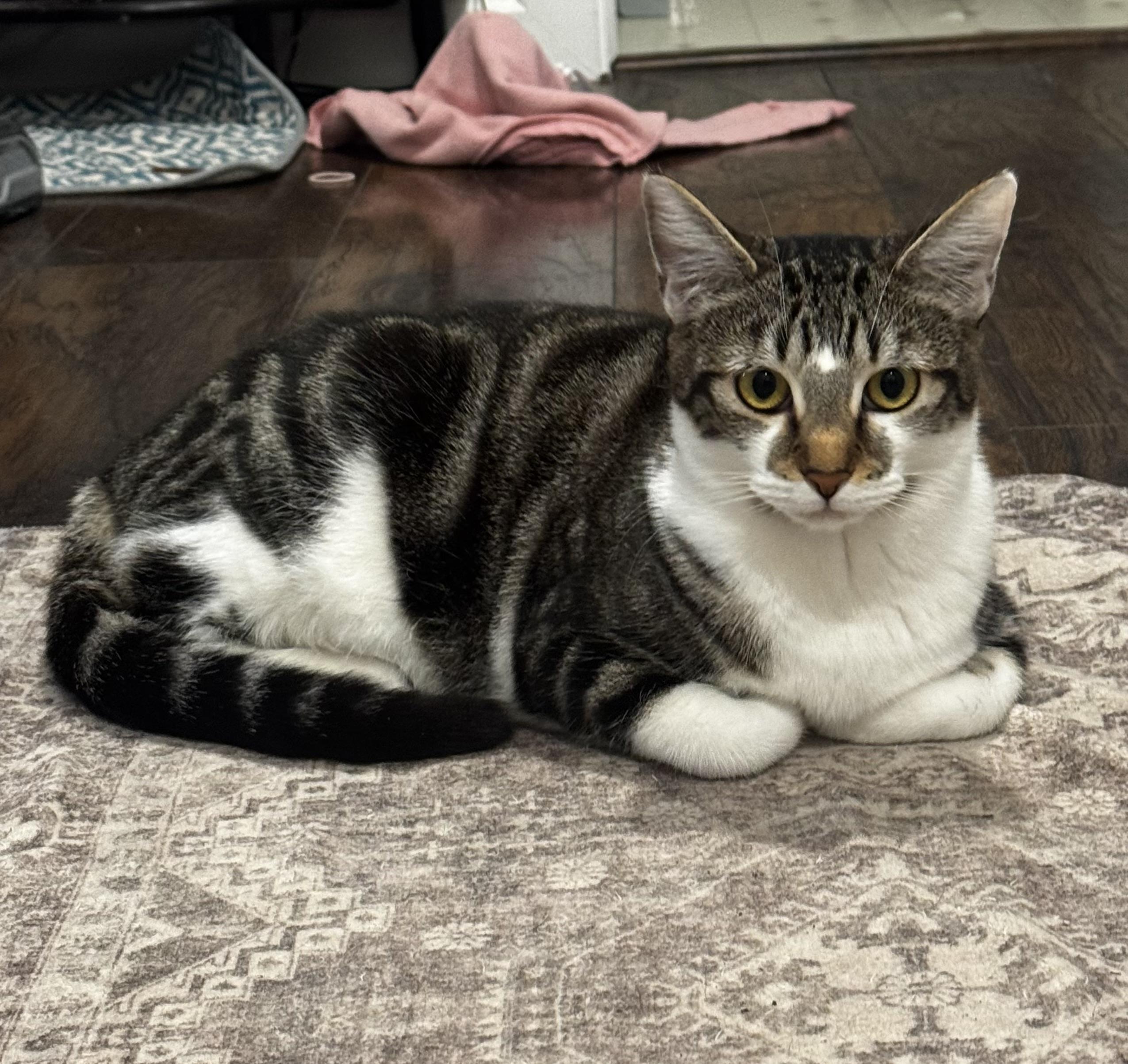 Violet * Bonded with Lotus, Adoptable, Young Female Domestic Short Hair.