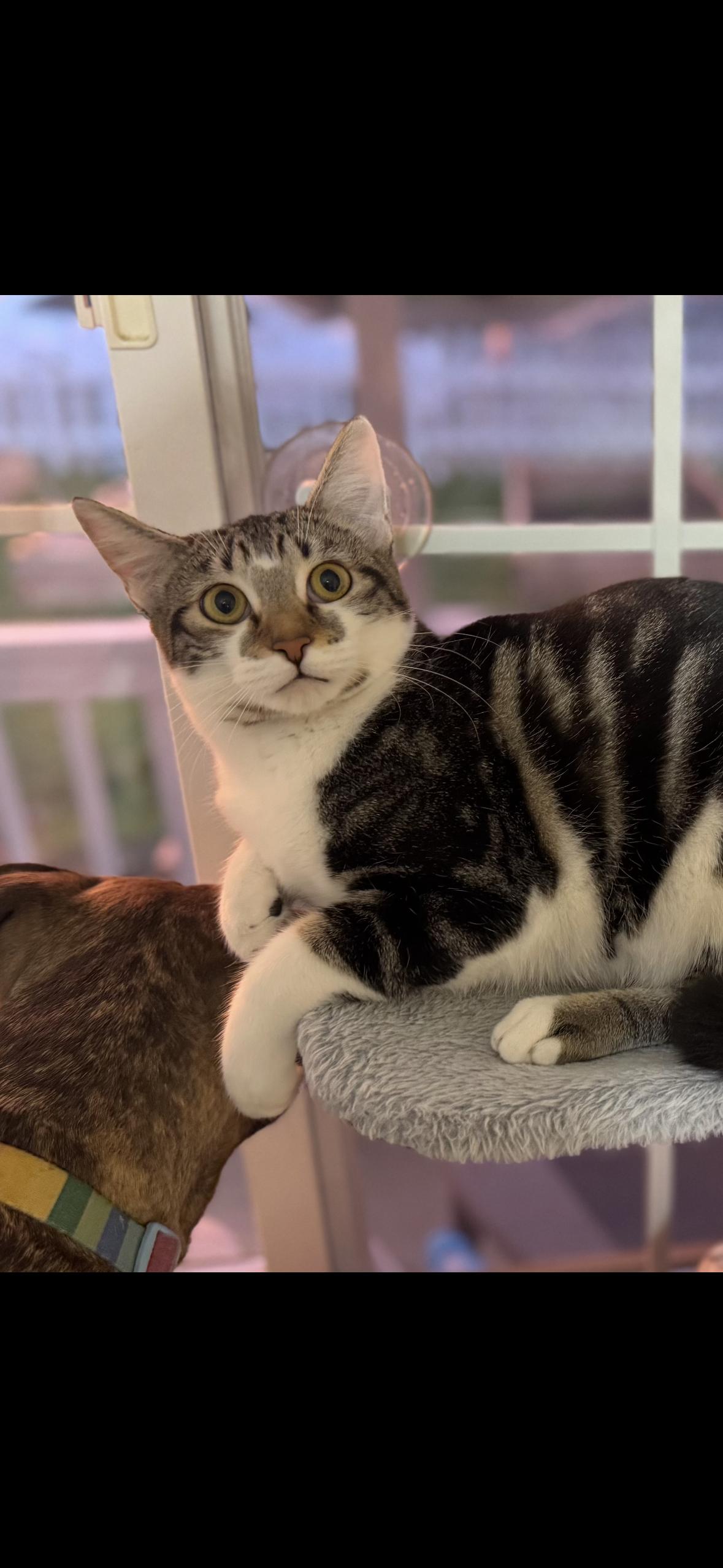 Violet * Bonded with Lotus, a Adoptable Domestic Short Hair in Hillsboro, OR image 6/6