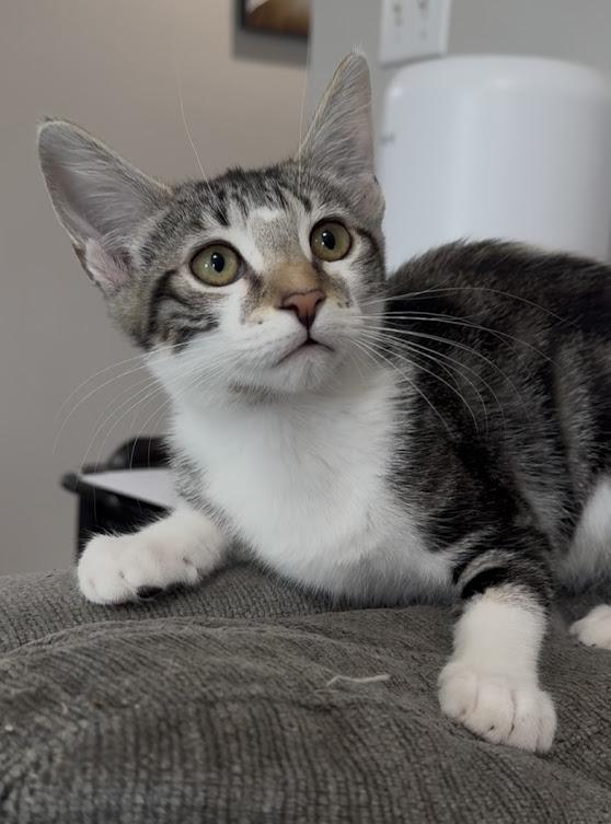 Violet ***Foster Family in Vancouver, WA***
