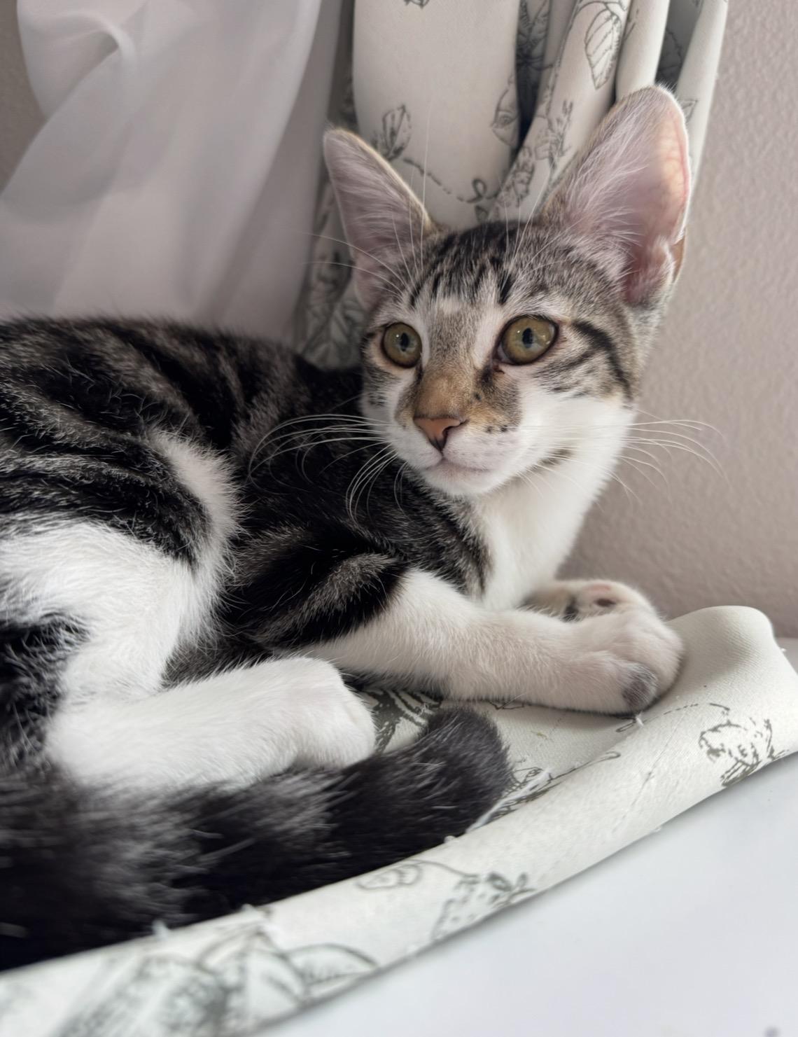 Violet * Bonded with Lotus, a Adoptable Domestic Short Hair in Hillsboro, OR image 5/6